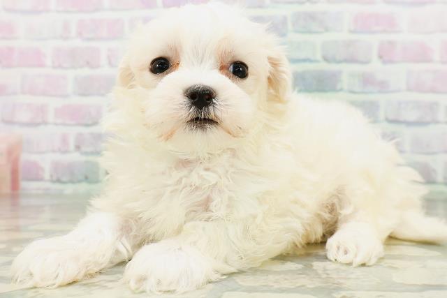 石川県のマルチーズ (Coo&RIKUイオン野々市南店/2026年6月20日生まれ/男の子/ホワイト)の子犬の2枚目の画像