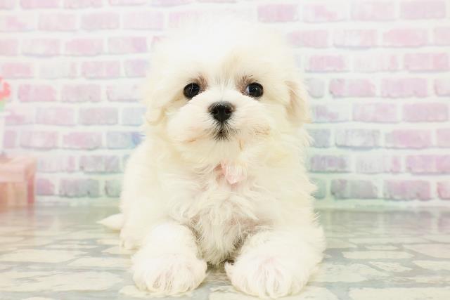 神奈川県のマルチーズ (Coo&RIKU横浜青葉店/2026年6月20日生まれ/女の子/ホワイト)の子犬の1枚目の画像