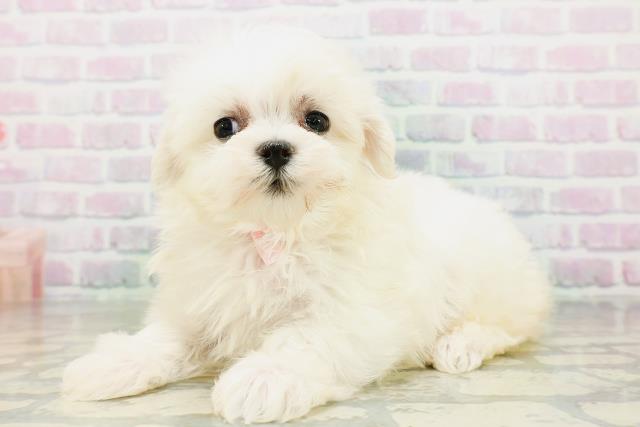 神奈川県のマルチーズ (Coo&RIKU横浜青葉店/2026年6月20日生まれ/女の子/ホワイト)の子犬の2枚目の画像