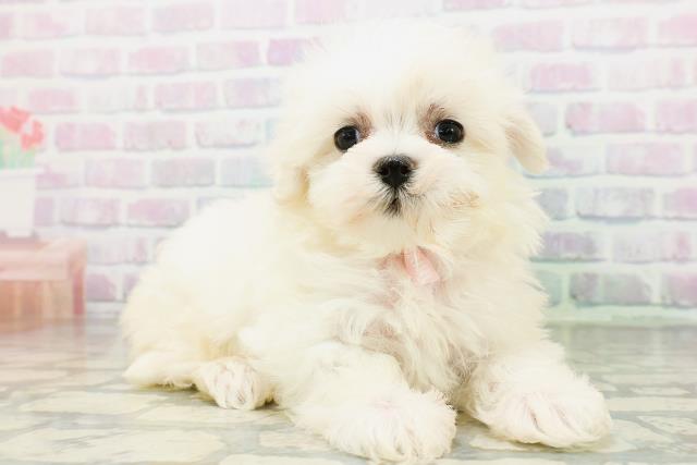 神奈川県のマルチーズ (Coo&RIKU横浜青葉店/2026年6月20日生まれ/女の子/ホワイト)の子犬の3枚目の画像