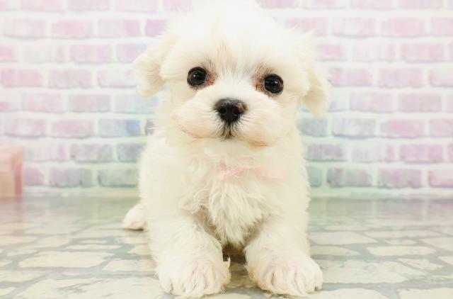 神奈川県のマルチーズ (Coo&RIKU相模原店/2026年6月20日生まれ/女の子/ホワイト)の子犬の1枚目の画像