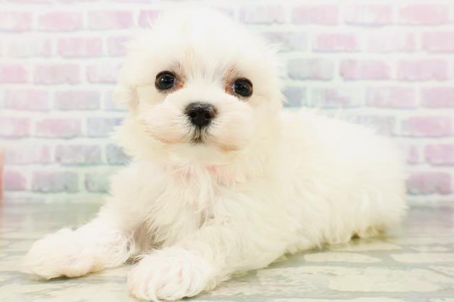 神奈川県のマルチーズ (Coo&RIKU相模原店/2026年6月20日生まれ/女の子/ホワイト)の子犬の2枚目の画像