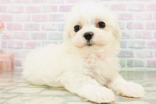 神奈川県のマルチーズ (Coo&RIKU相模原店/2026年6月20日生まれ/女の子/ホワイト)の子犬の3枚目の画像