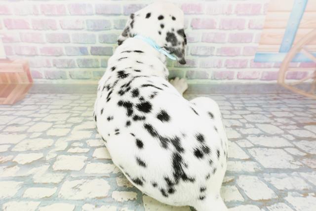 宮城県のダルメシアン (Coo&RIKU仙台太白店/2026年6月20日生まれ/男の子/ホワイトブラック)の子犬の4枚目の画像