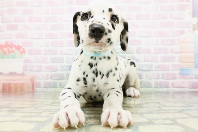 福島県のダルメシアン (Coo&RIKU郡山店/2026年6月20日生まれ/男の子/ホワイトブラック)の子犬の1枚目の画像