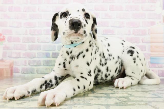 福島県のダルメシアン (Coo&RIKU郡山店/2026年6月20日生まれ/男の子/ホワイトブラック)の子犬の2枚目の画像