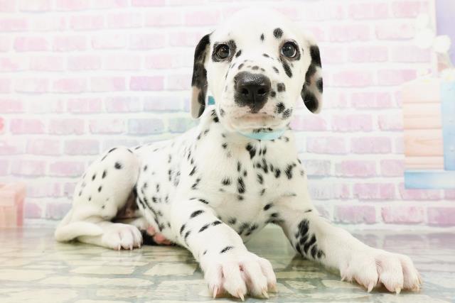 福島県のダルメシアン (Coo&RIKU郡山店/2026年6月20日生まれ/男の子/ホワイトブラック)の子犬の3枚目の画像