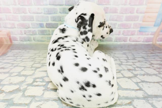 福島県のダルメシアン (Coo&RIKU郡山店/2026年6月20日生まれ/男の子/ホワイトブラック)の子犬の4枚目の画像