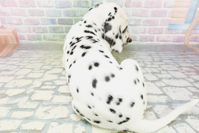 福島県のダルメシアン (Coo&RIKUいわき店/2026年6月20日生まれ/女の子/ホワイトブラック)の子犬の4枚目の画像