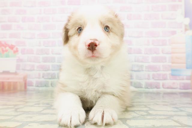 広島県のボーダーコリー (Coo&RIKU東広島店/2026年6月20日生まれ/男の子/チョコレートマール)の子犬の1枚目の画像