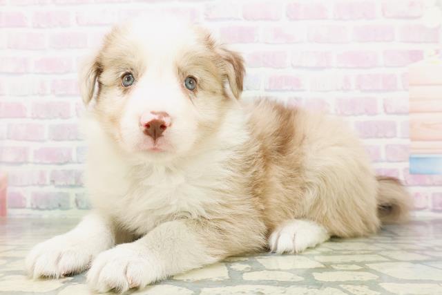 広島県のボーダーコリー (Coo&RIKU東広島店/2026年6月20日生まれ/男の子/チョコレートマール)の子犬の2枚目の画像