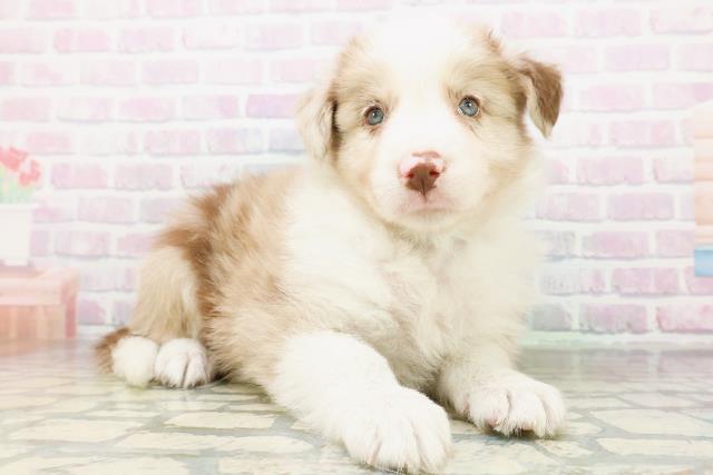 広島県のボーダーコリー (Coo&RIKU東広島店/2026年6月20日生まれ/男の子/チョコレートマール)の子犬の3枚目の画像