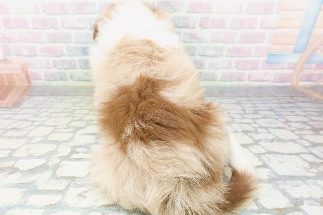 広島県のボーダーコリー (Coo&RIKU東広島店/2026年6月20日生まれ/男の子/チョコレートマール)の子犬の4枚目の画像