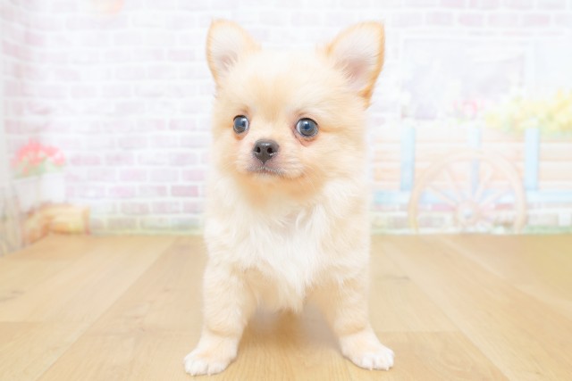 福島県のチワワ(ロング) (Coo&RIKUいわき店/2026年6月15日生まれ/男の子/クリーム)の子犬の1枚目の画像