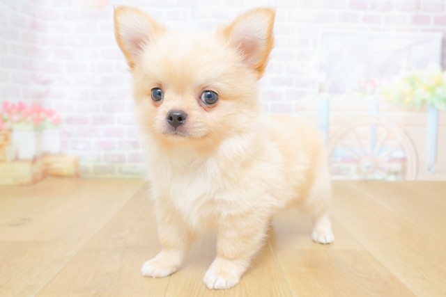 福島県のチワワ(ロング) (Coo&RIKUいわき店/2026年6月15日生まれ/男の子/クリーム)の子犬の2枚目の画像