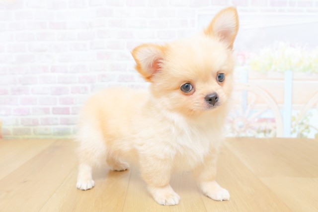 福島県のチワワ(ロング) (Coo&RIKUいわき店/2026年6月15日生まれ/男の子/クリーム)の子犬の3枚目の画像