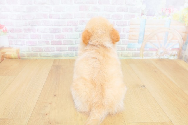 福島県のチワワ(ロング) (Coo&RIKUいわき店/2026年6月15日生まれ/男の子/クリーム)の子犬の4枚目の画像