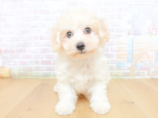 福島県のビションフリーゼ (Coo&RIKU郡山店/2026年6月18日生まれ/女の子/ホワイト)の子犬の1枚目の画像