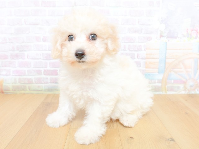 福島県のビションフリーゼ (Coo&RIKU郡山店/2026年6月18日生まれ/女の子/ホワイト)の子犬の2枚目の画像
