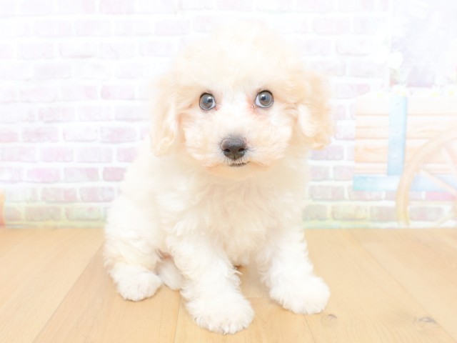 福島県のビションフリーゼ (Coo&RIKU郡山店/2026年6月18日生まれ/女の子/ホワイト)の子犬の3枚目の画像