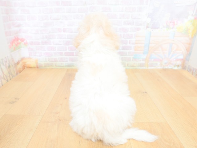 福島県のビションフリーゼ (Coo&RIKU郡山店/2026年6月18日生まれ/女の子/ホワイト)の子犬の4枚目の画像