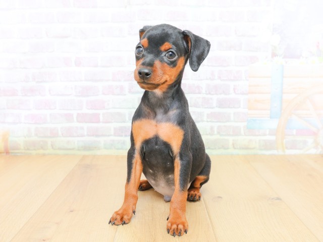宮城県のミニチュアピンシャー (Coo&RIKU石巻店/2026年6月19日生まれ/男の子/ブラックタン)の子犬の1枚目の画像