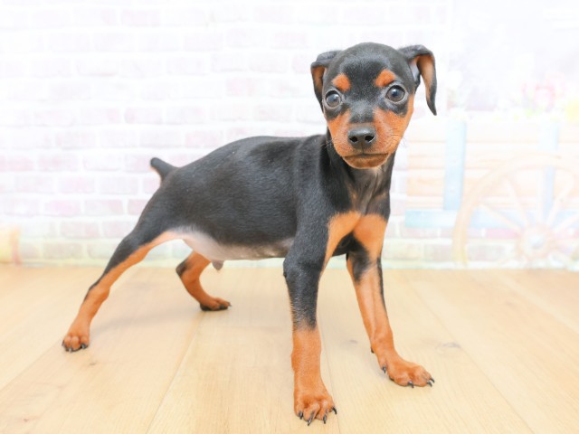 宮城県のミニチュアピンシャー (Coo&RIKU石巻店/2026年6月19日生まれ/男の子/ブラックタン)の子犬の3枚目の画像