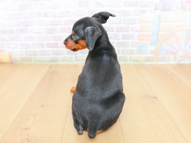 宮城県のミニチュアピンシャー (Coo&RIKU石巻店/2026年6月19日生まれ/男の子/ブラックタン)の子犬の4枚目の画像