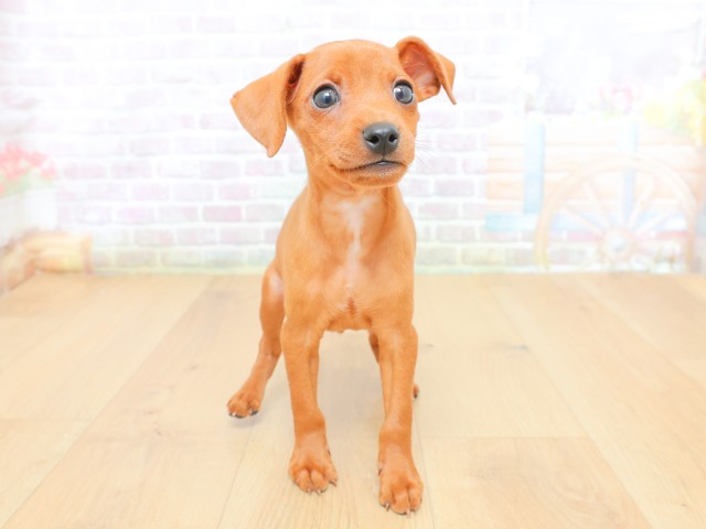 宮城県のミニチュアピンシャー (Coo&RIKU仙台太白店/2026年6月19日生まれ/男の子/レッド)の子犬の1枚目の画像