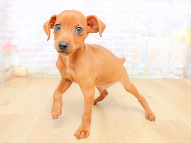宮城県のミニチュアピンシャー (Coo&RIKU仙台太白店/2026年6月19日生まれ/男の子/レッド)の子犬の2枚目の画像