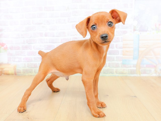宮城県のミニチュアピンシャー (Coo&RIKU仙台太白店/2026年6月19日生まれ/男の子/レッド)の子犬の3枚目の画像