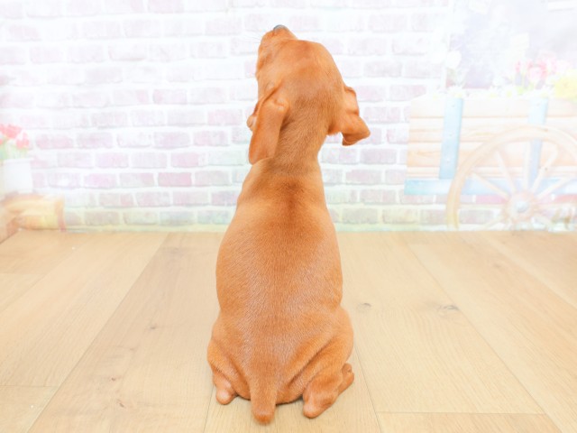 宮城県のミニチュアピンシャー (Coo&RIKU仙台太白店/2026年6月19日生まれ/男の子/レッド)の子犬の4枚目の画像