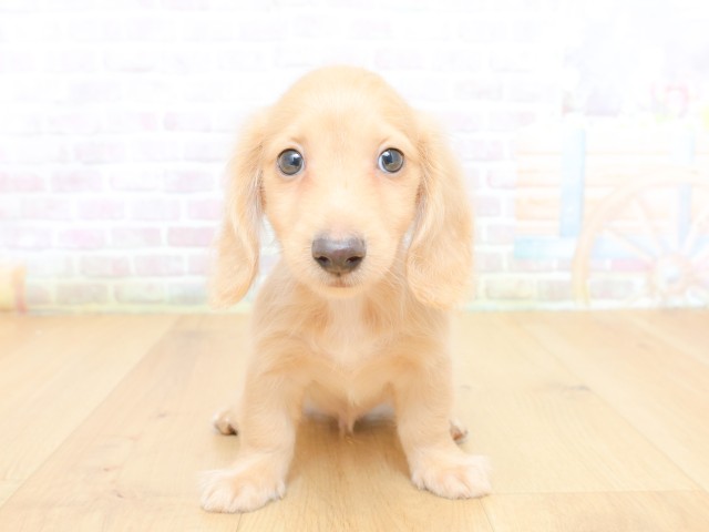 ミニチュア・ダックスフンド