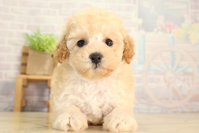 愛知県のトイプードル(トイ) (Coo&RIKU岡崎店/2026年6月21日生まれ/女の子/オレンジフォーン)の子犬の1枚目の画像