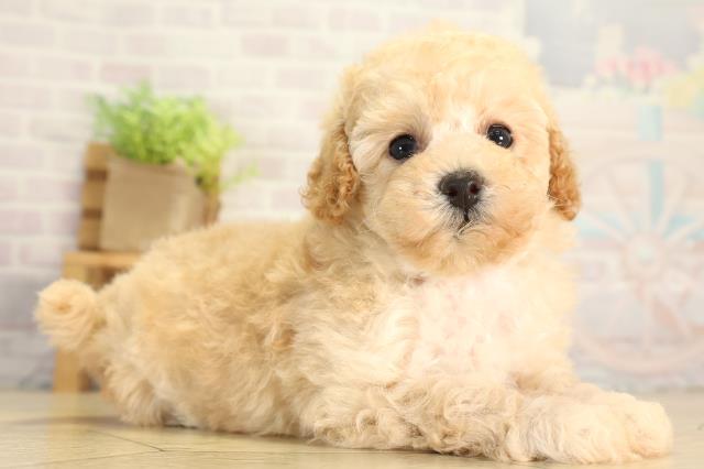 愛知県のトイプードル(トイ) (Coo&RIKU岡崎店/2026年6月21日生まれ/女の子/オレンジフォーン)の子犬の2枚目の画像