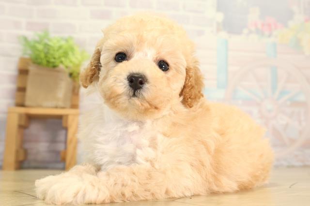 愛知県のトイプードル(トイ) (Coo&RIKU岡崎店/2026年6月21日生まれ/女の子/オレンジフォーン)の子犬の3枚目の画像