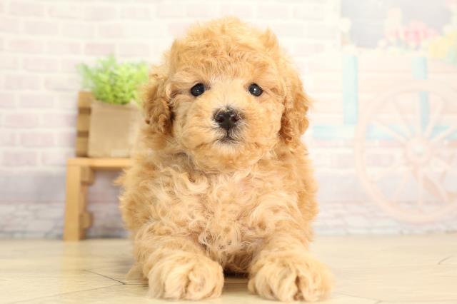 愛知県のトイプードル(トイ) (Coo&RIKU東海店/2026年6月21日生まれ/男の子/オレンジフォーン)の子犬の1枚目の画像