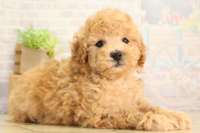 愛知県のトイプードル(トイ) (Coo&RIKU東海店/2026年6月21日生まれ/男の子/オレンジフォーン)の子犬の2枚目の画像