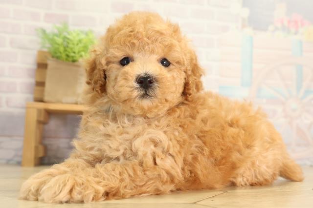 愛知県のトイプードル(トイ) (Coo&RIKU東海店/2026年6月21日生まれ/男の子/オレンジフォーン)の子犬の3枚目の画像