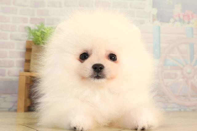 三重県のポメラニアン (Coo&RIKU四日市店/2026年6月16日生まれ/男の子/ホワイト)の子犬の1枚目の画像
