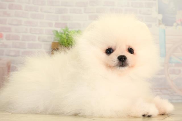 三重県のポメラニアン (Coo&RIKU四日市店/2026年6月16日生まれ/男の子/ホワイト)の子犬の2枚目の画像