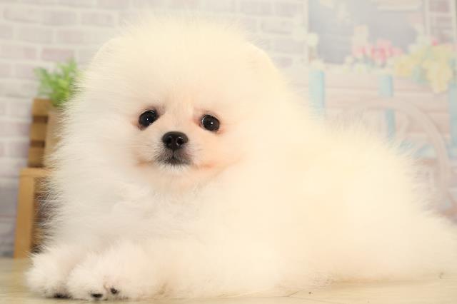 三重県のポメラニアン (Coo&RIKU四日市店/2026年6月16日生まれ/男の子/ホワイト)の子犬の3枚目の画像