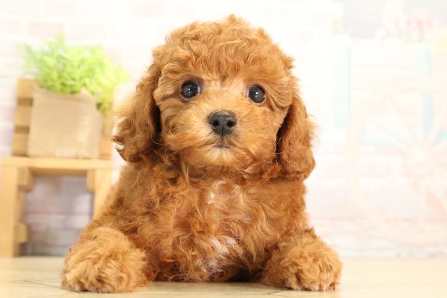 愛知県のトイプードル(トイ) (Coo&RIKU豊橋店/2026年6月21日生まれ/男の子/レッドフォーン)の子犬の1枚目の画像