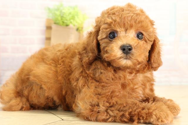 愛知県のトイプードル(トイ) (Coo&RIKU豊橋店/2026年6月21日生まれ/男の子/レッドフォーン)の子犬の2枚目の画像