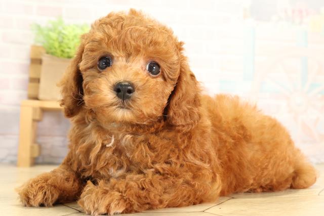 愛知県のトイプードル(トイ) (Coo&RIKU豊橋店/2026年6月21日生まれ/男の子/レッドフォーン)の子犬の3枚目の画像