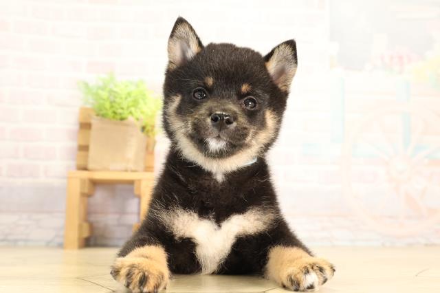 愛知県の豆柴 (Coo&RIKU名古屋みなと店/2026年6月19日生まれ/男の子/黒)の子犬の1枚目の画像