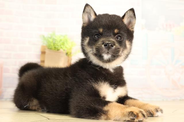 愛知県の豆柴 (Coo&RIKU名古屋みなと店/2026年6月19日生まれ/男の子/黒)の子犬の2枚目の画像