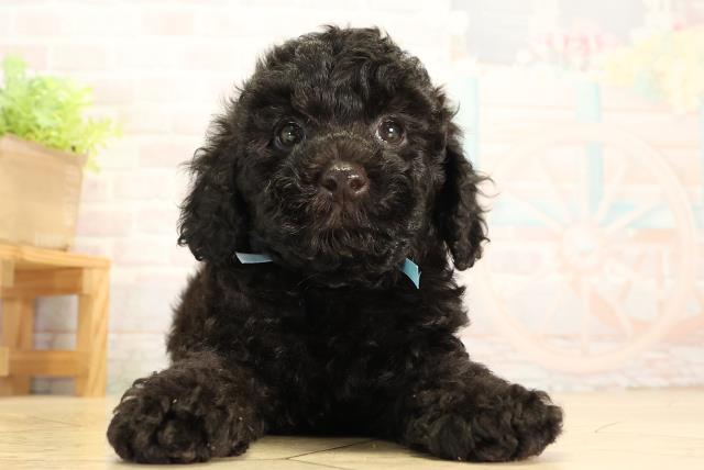 三重県のトイプードル(トイ) (Coo&RIKU四日市店/2026年6月19日生まれ/男の子/ブラック)の子犬の1枚目の画像