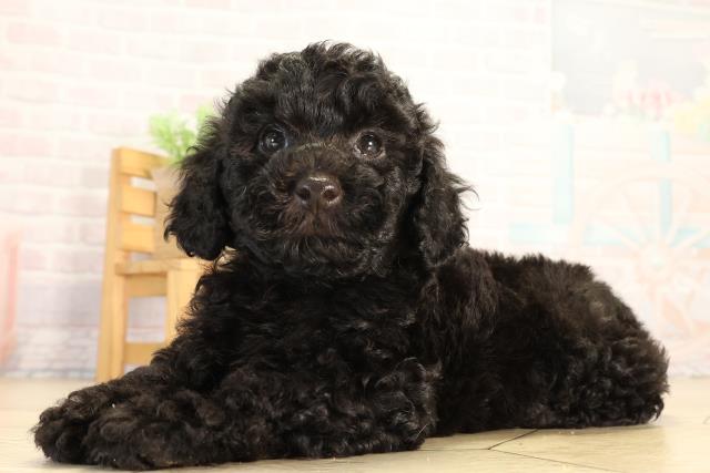 三重県のトイプードル(トイ) (Coo&RIKU四日市店/2026年6月19日生まれ/男の子/ブラック)の子犬の3枚目の画像