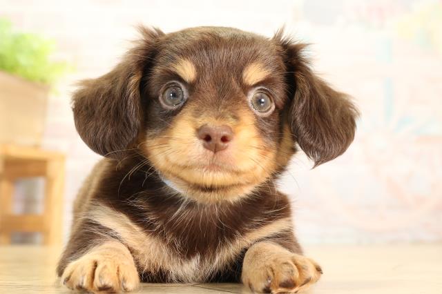 愛知県のハーフ犬・ミックス犬 (Coo&RIKU名古屋中川店/2026年6月19日生まれ/男の子/チョコレートタン)の子犬の1枚目の画像